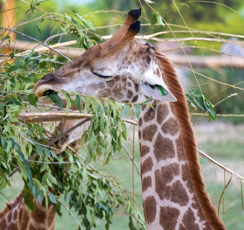 Toshkent hayvonot bogʻida jirafa nobud boʻldi