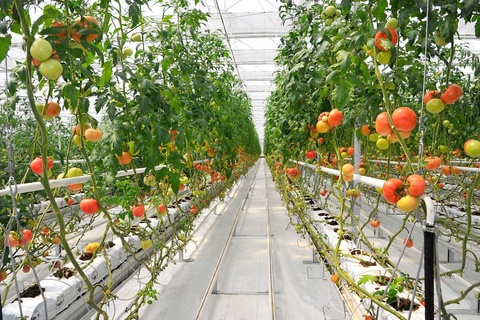 Issiqxona xoʻjaliklari faoliyati samaradorligi oshiriladi