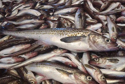 Far Eastern pollock will go to Uzbekistan