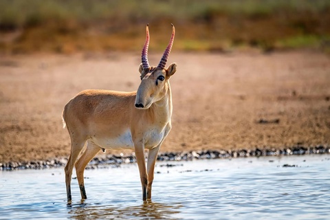 Oʻzbekiston va Qozogʻiston saygʻoqlar populyatsiyasini tiklash uchun kuchlarni birlashtiradi