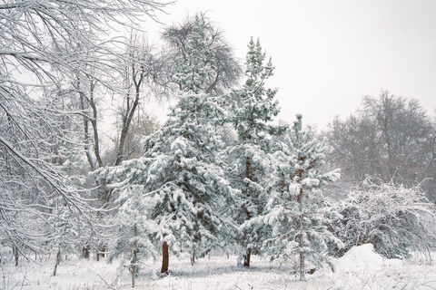 Дам олиш кунлари совуқ антициклон Ўзбекистон ҳудудидан чекинади