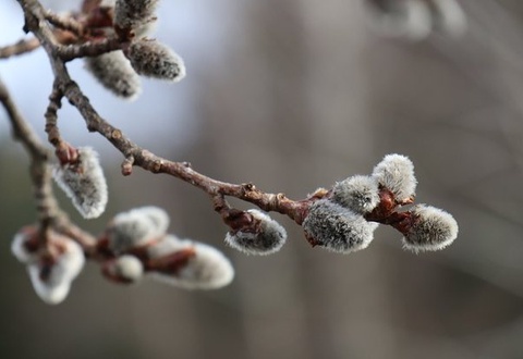 Мажнунтолнинг пўстлоғи экстракти вирусларга қарши самарали таъсир кўрсатиши аниқланди