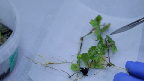 Испаниядан олиб келинган ток кўчатлари намуналарида вирус аниқланди