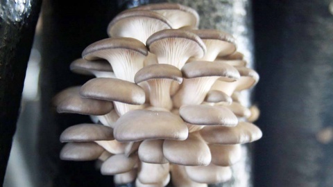 Бизнес на дому