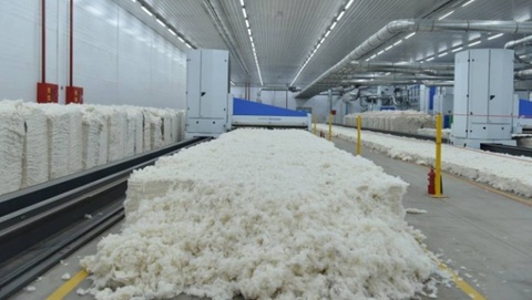 Jizzaxdagi ayrim klasterga nisbatan ish qoʻzgʻatildi