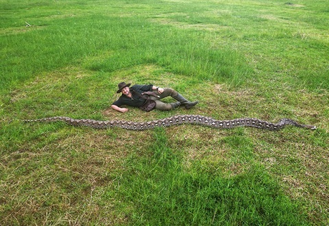 Indoneziyada dunyodagi eng uzun ilon ushlandi