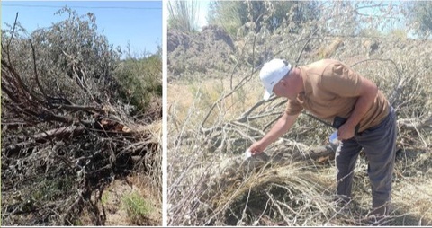 Buxoroda 24 tup daraxt qoʻporib tashlandi