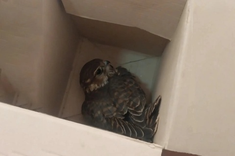 Xorazmda Qizil kitobga kiritilgan qushni sotmoqchi boʻlgan fuqaro ushlandi