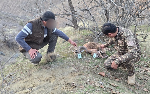 Узун туманида "Қизил китоб"га киритилган Бухоро тоғ қўйи ноқонуний овланди