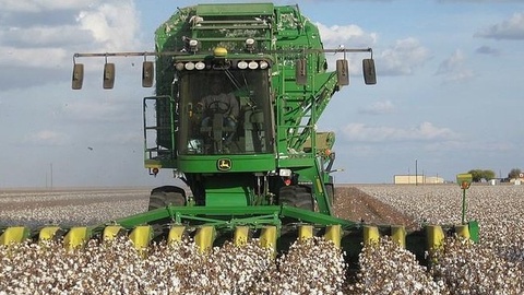 Мақта машиналарда терілуде