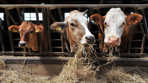 В 25 районах Узбекистана будут созданы животноводческие кластеры