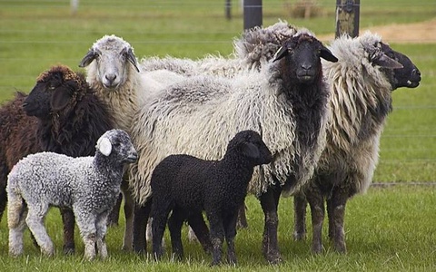 Продлены льготы каракулеводам и шелководам