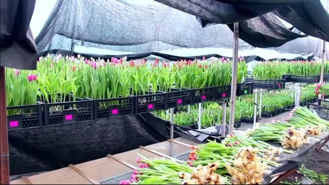 Fargʻonada gidroponika usulida Niderlandiya lolasi yetishtirilmoqda