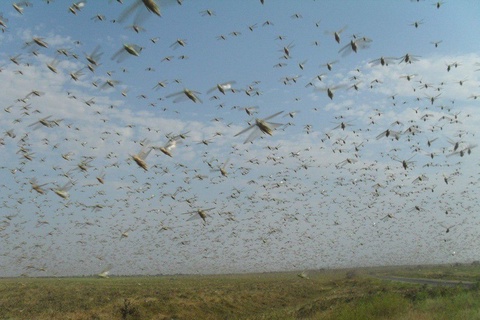 Zararli chigirtkalar tuxumdan chiqishni boshladi