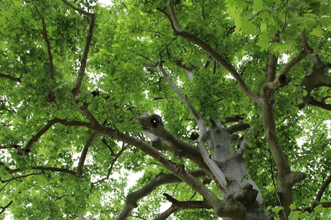 Daraxtlarni asrashga qaratilgan telegram bot ishga tushirildi