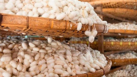 Pilla qurti urugʻini ishlab chiqaruvchilarga subsidiya beriladi