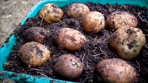 Қазақстандық фермер тыңайтқыш ойлап тапты