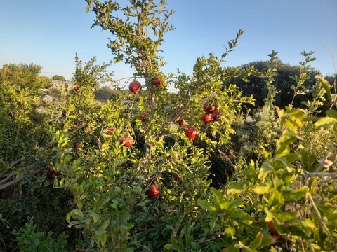 В регионах Навоийской области расширяются гранатовые плантации