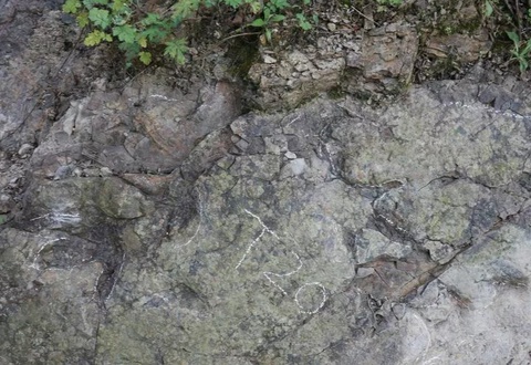 Xitoyda dinozavrning yangi izlari topildi