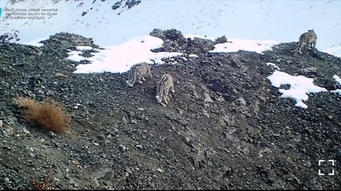 Тарихда биринчи марта 4 та қор қоплони гуруҳи кузатилди