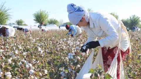 Mehnat huquqlari buzilishiga oid 191 ta murojaat kelib tushgan