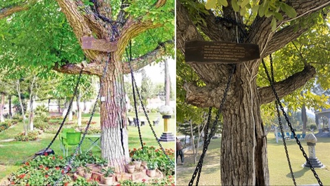Tree in Pakistan remains ‘under arrest’ for 125 years