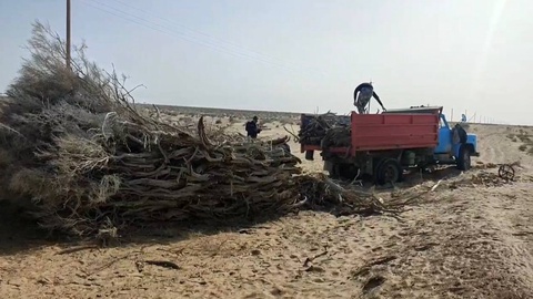 Buxoroda saksovullar kesilgani holati aniqlandi