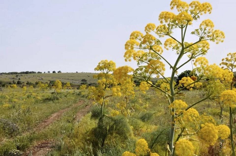 Мораторий на использование таджикской ферулы могут ввести в Узбекистане