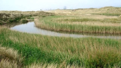 На островках в реке Амударья проводят плановое сжигание тростников для борьбы с насекомыми-вредителями и инфекциями