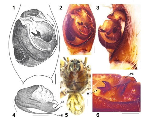 Ўзбекистонда фан учун янги ўргимчак тури аниқланди