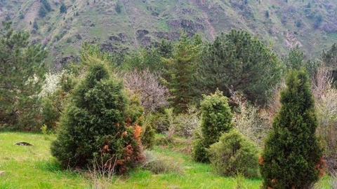 “Зарафшон” миллий табиат боғи мансабдор шахслари жавобгарликка тортилди