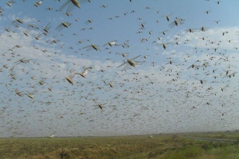 В Узбекистане выявлено появление марокканской саранчи, начаты меры по защите посевов