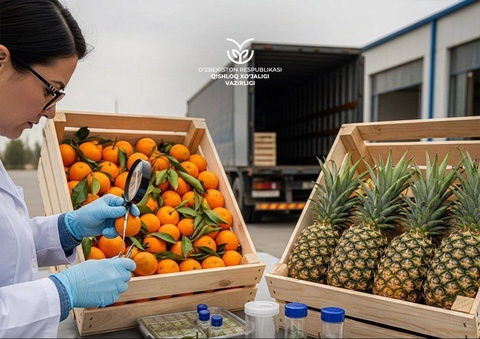В Узбекистане введен временный запрет на импорт мандаринов и ананасов из Китая