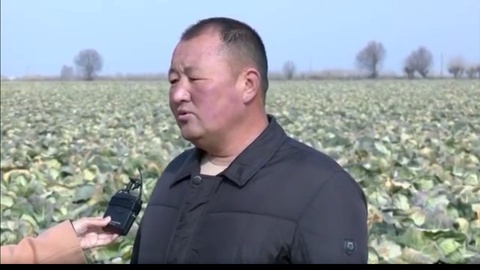 Qashqadaryolik tadbirkor bu yilgi dehqonchiligidan 4,5-5 milliard soʻm sof daromad kutyapti