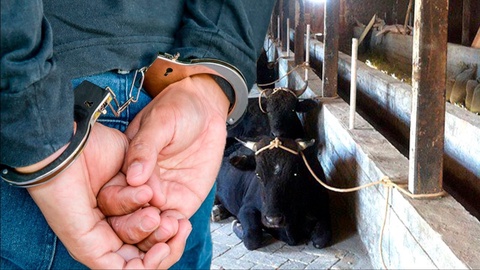 Navoiy viloyatida mol oʻgʻrilari qoʻlga olindi