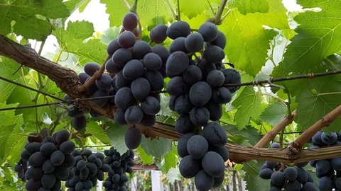 В 2022 году в Андижанской области заложат более трех тысяч гектаров новых виноградников и интенсивных садов