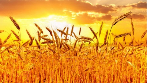 Қишлоқ хўжалиги соҳасида рўйхатдан ўтказиш бўйича синов ўтказилади