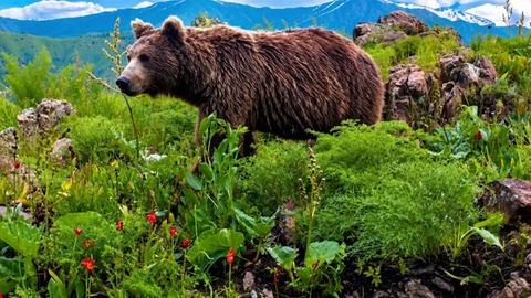 Фауна Чаткала: фотоловушки запечатлели редких обитателей Западного Тянь-Шаня