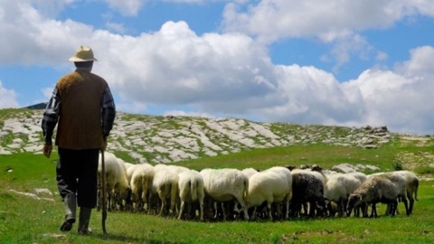 Қоракўлчиликни ривожлантириш учун 100 млрд сўм ажратилади