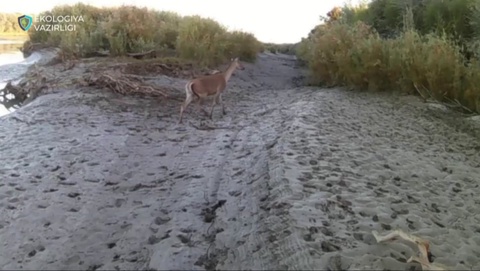 “Қизилқум” давлат қўриқхонасидаги фотоқопқонга Бухоро буғуси тушиб қолди