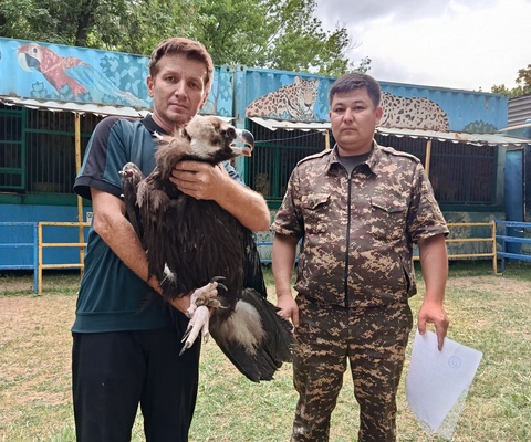 Яраланган тасқара реабилитация марказига топширилди