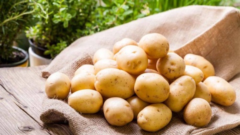 Картофелеводство: тенденции отрасли