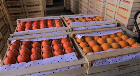 Fargʻonada kuniga oʻrtacha 150 tonna xurmo eksport qilinmoqda