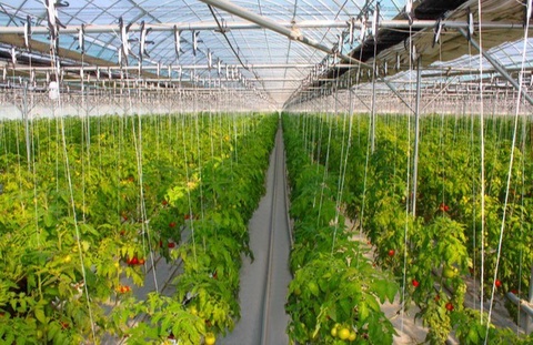 Сурхондарёда иссиқхона юритиш Тошкентдан 2,5 баравар арзон тушади