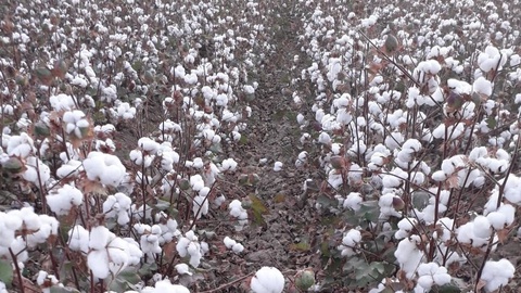 Биыл 140 мың тоннаға жуық тұқымдық мақта жиналады