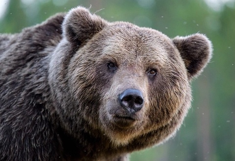 Японияда айиқ ҳужуми оқибатида бир киши ҳалок бўлди ва уч киши жароҳат олди