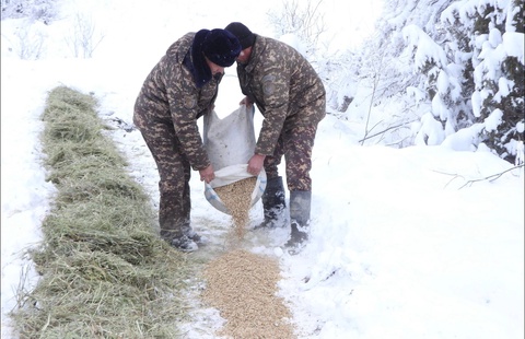Забота о природе: как в охраняемых природных территориях поддерживают дикую фауну?