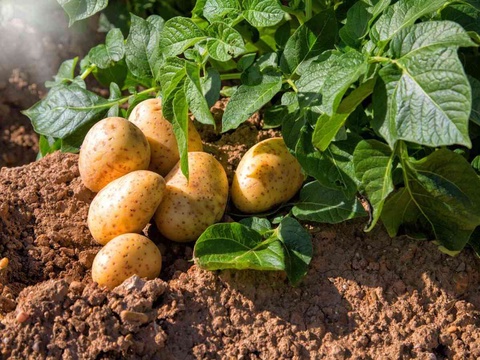 Картоптың жаңа ультра ерте пісетін сұрыпы ойлап табылды