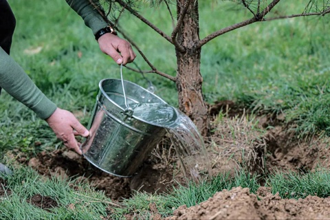 Жителям многоквартирных домов разрешили поливать деревья и кустарники круглосуточно при наличии приборов учета