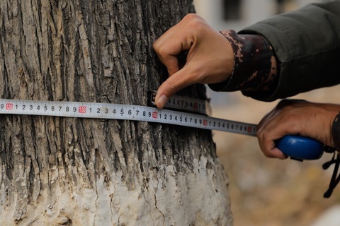 Toshkentda yarim tunda yana daraxtlar kesib tashlandi